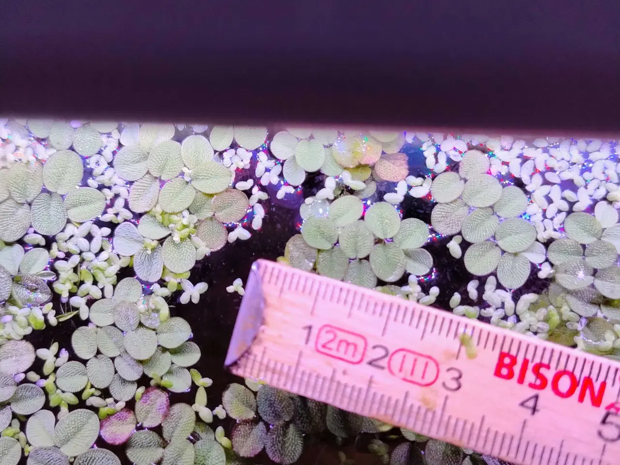 Billede 3 - Akvarie planter Salvinia Minima