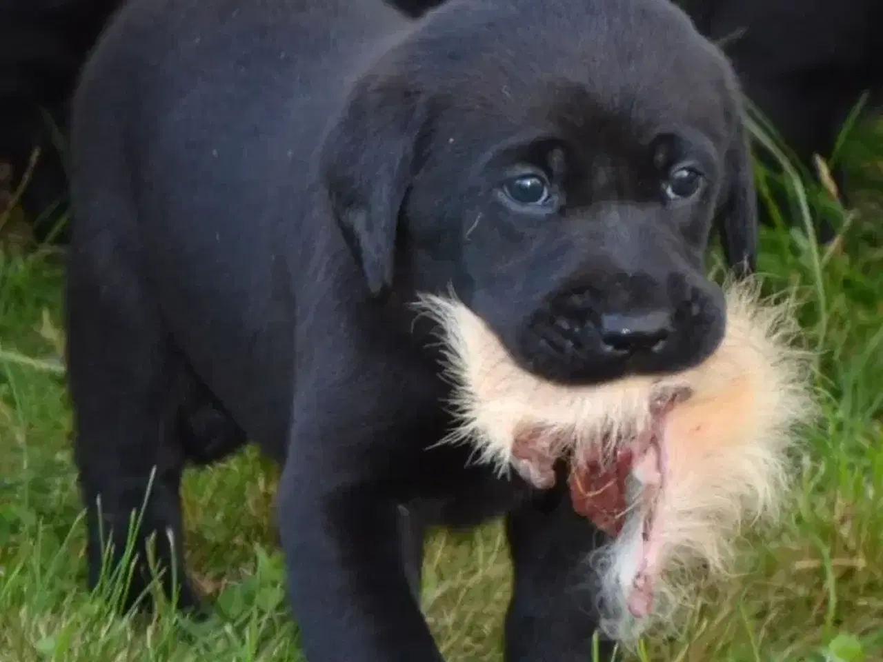 Billede 3 - Formel 1 labrador