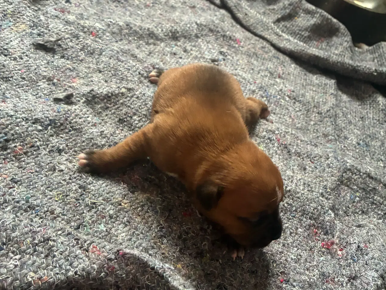 Billede 12 - 4 hvalpe staff 