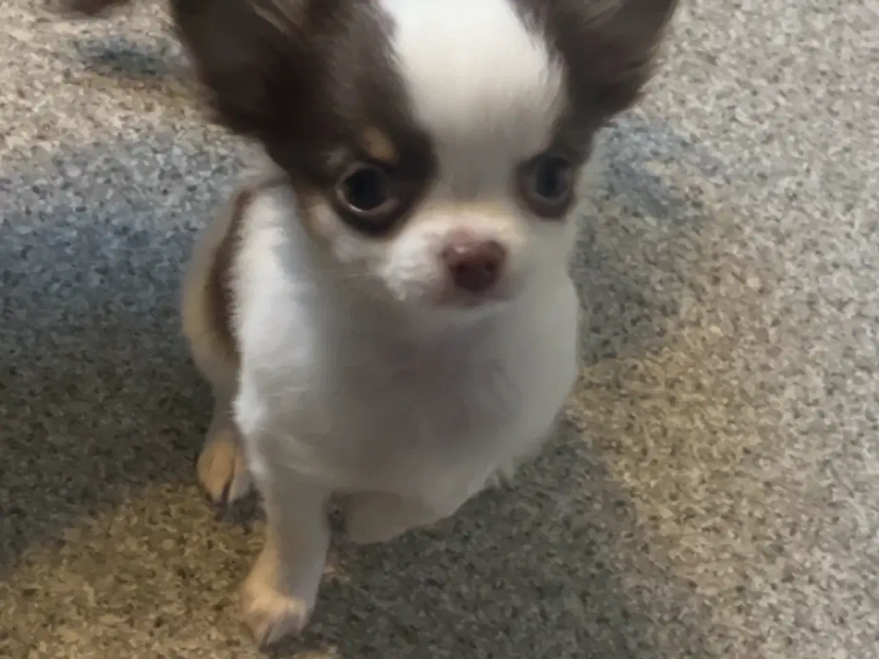 Billede 1 - Langhåret chihuahua pige