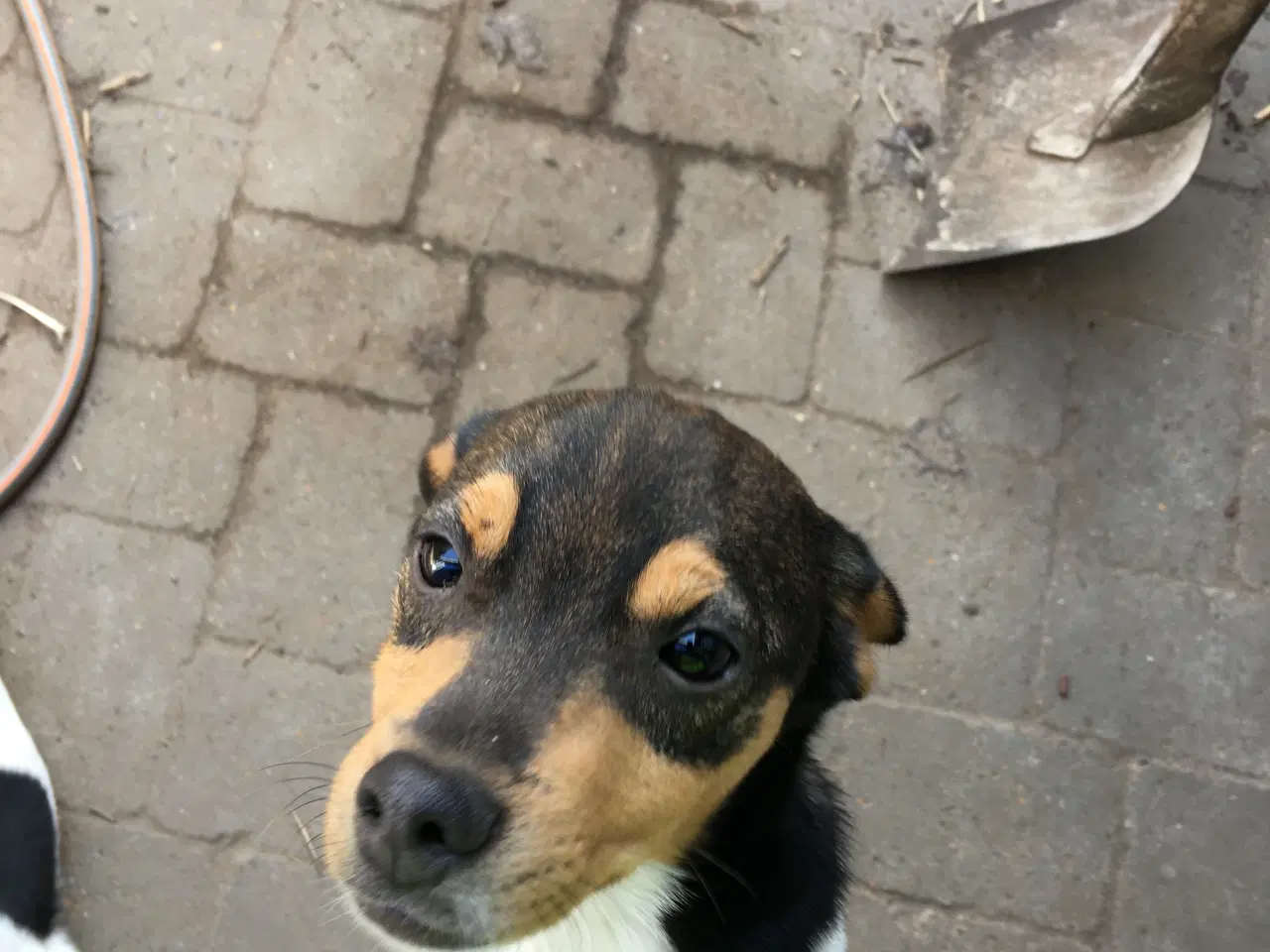 Billede 8 - Dansk Svensk Gårdhundehvalpe-