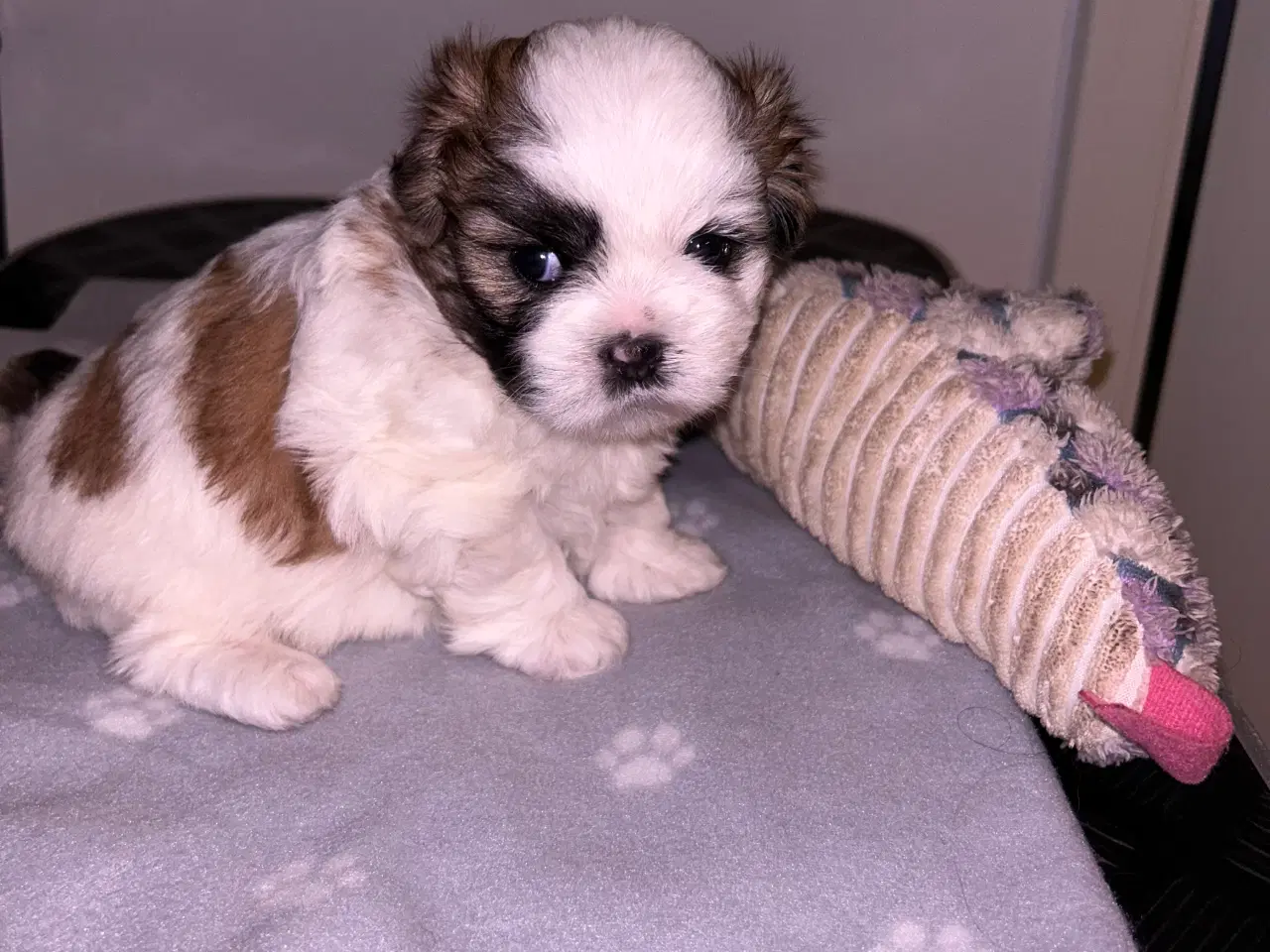 Billede 8 - Shih Tzu / Malteser hvalp til salg.( Boomer ) Pige