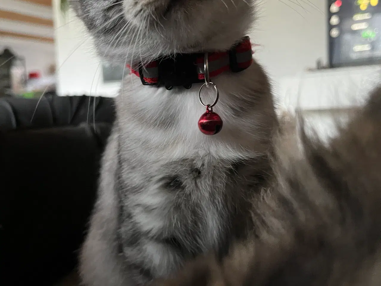 Billede 15 - Maine Coon blandning 