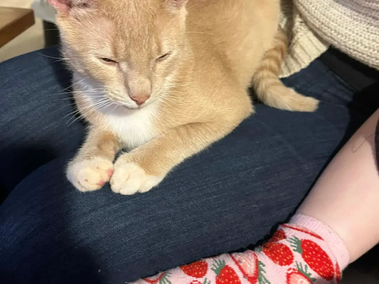 Billede 6 - Supersøde og kælne katte søger nyt hjem