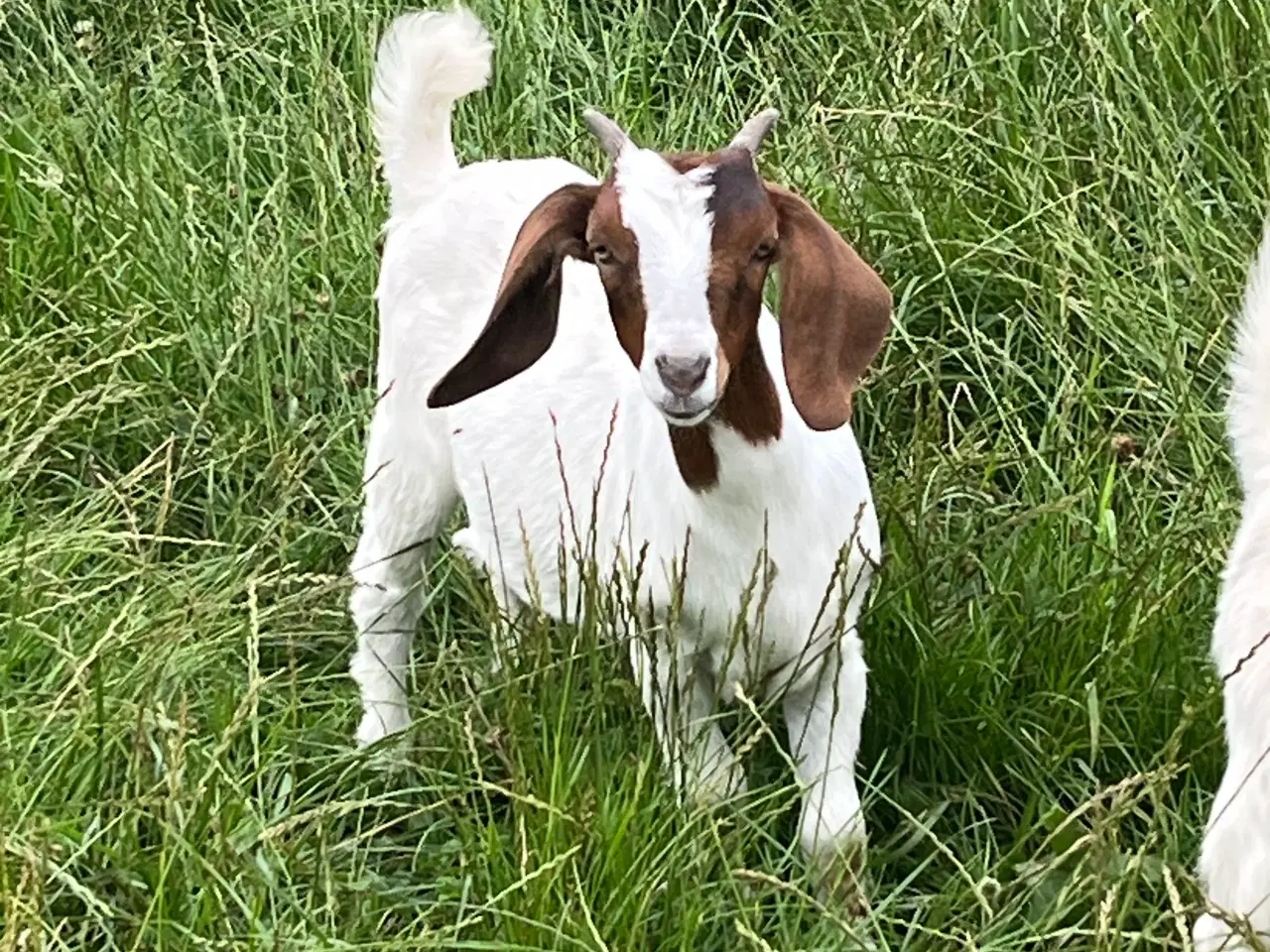 Billede 3 - Boer Gimmer kid