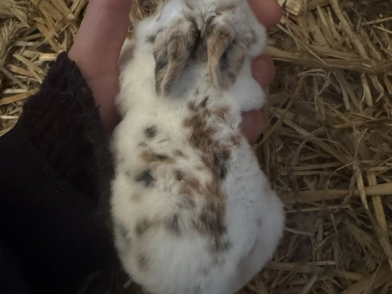 Billede 5 - Rex kanin unger 