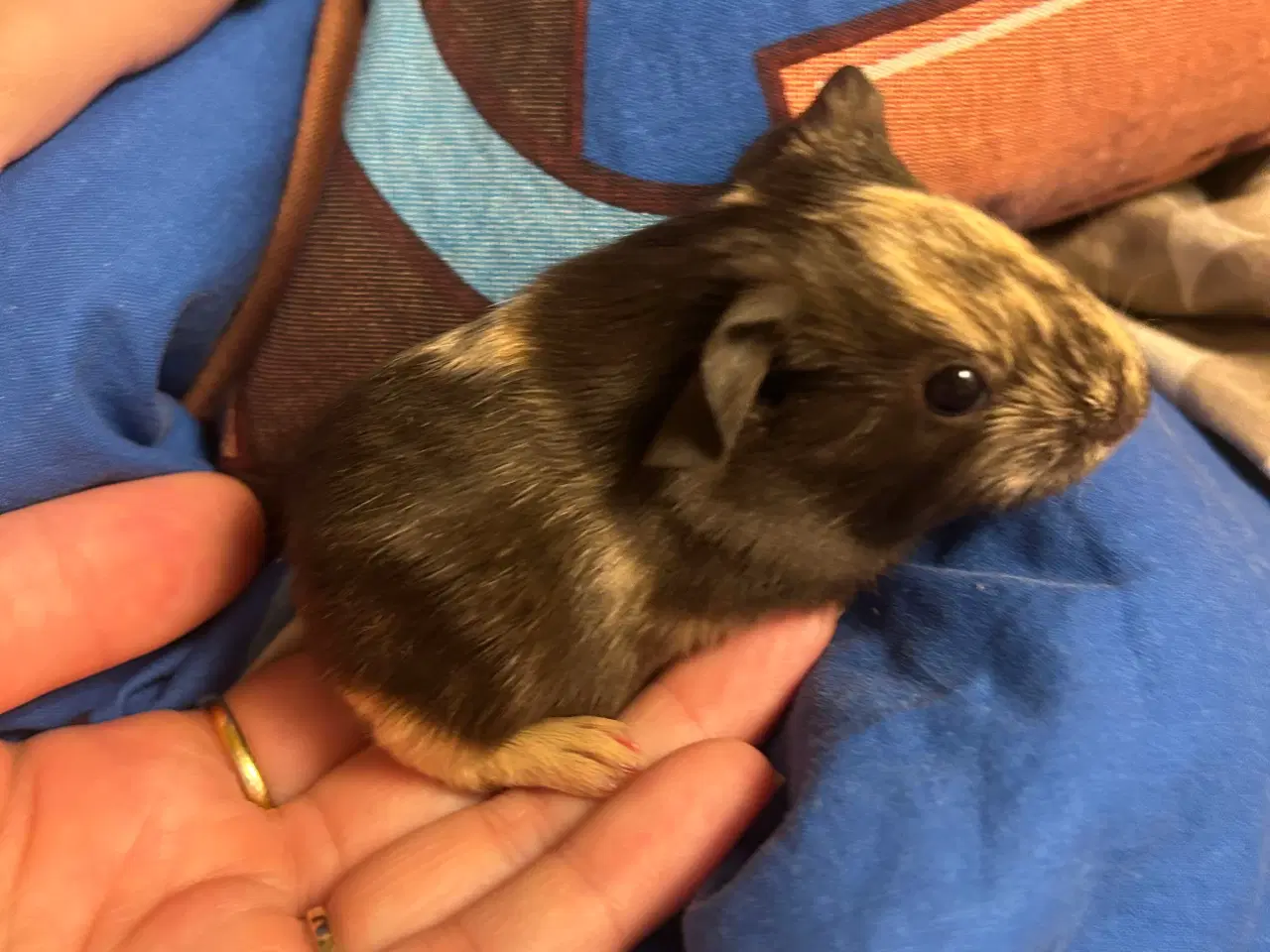 Billede 1 - Marsvin unger til slag - klar om 5 uger ✨