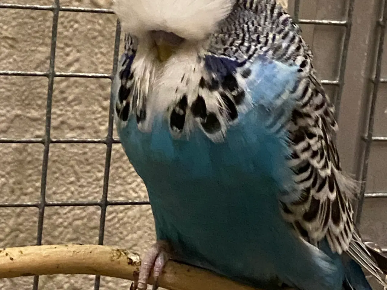 Billede 2 - Elegant engelsk undulat 