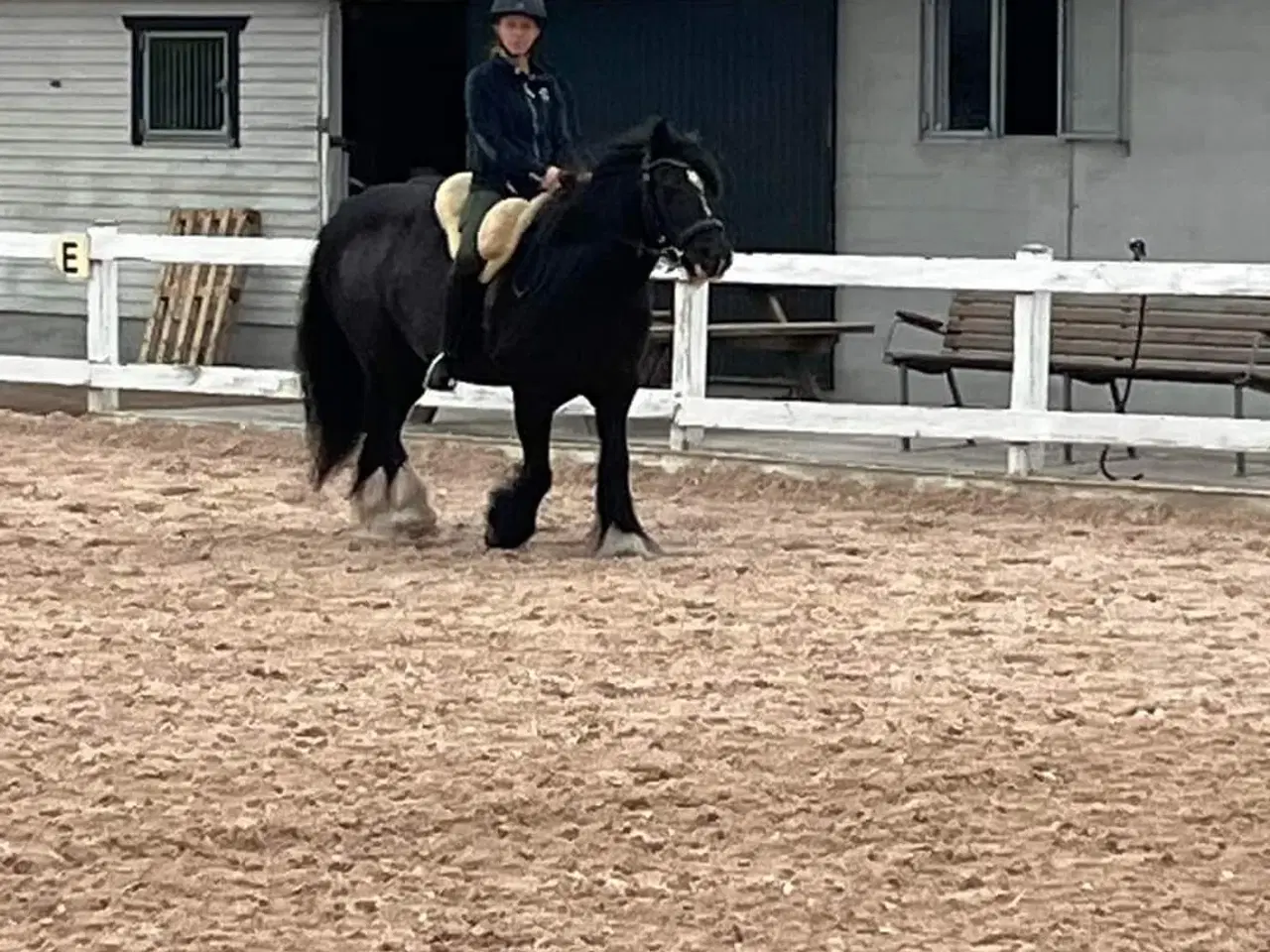 Billede 6 - Skøn Tinker/Irish Cob hoppe