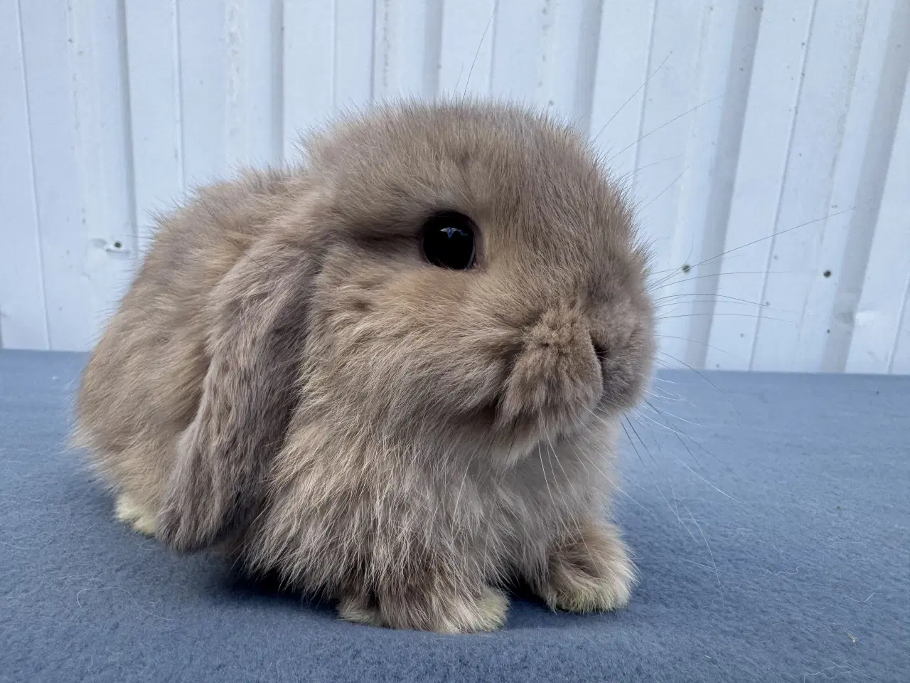 Billede 1 - Mini lop hankanin