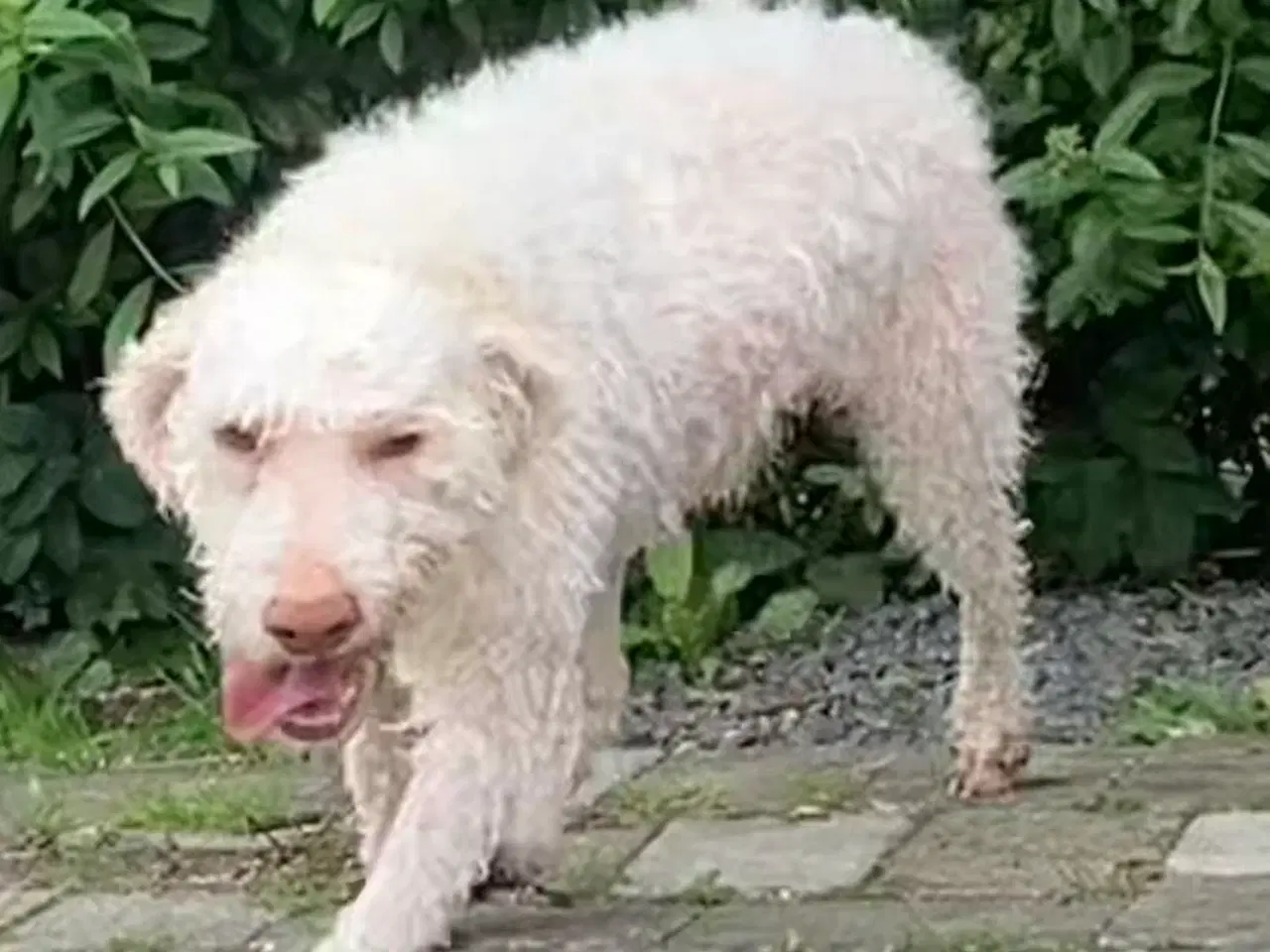 Billede 14 - Lagotto Romagnolo han sælges