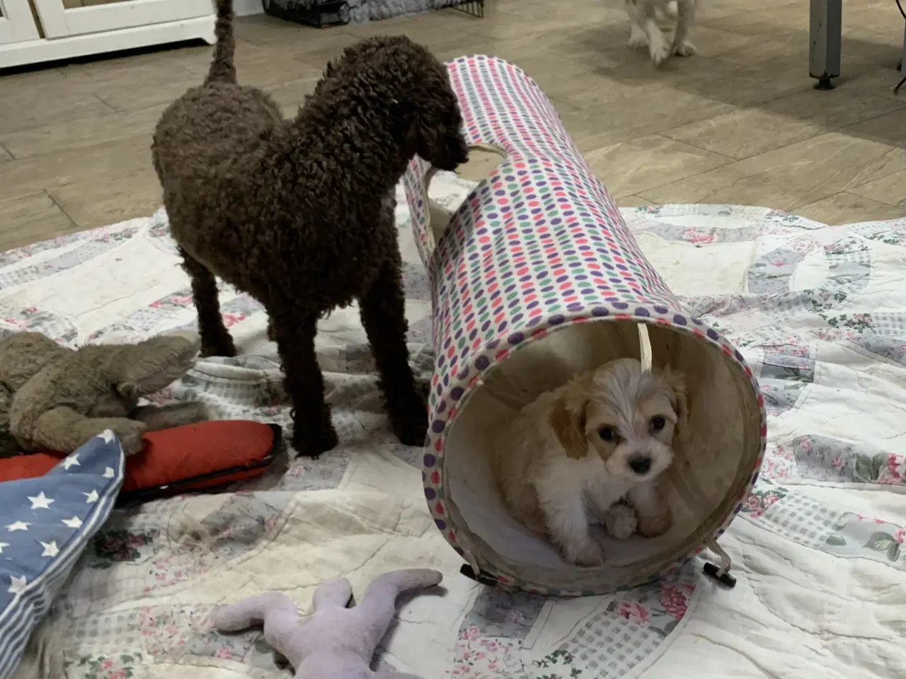 Billede 11 - Mini cavapoo babyer F1