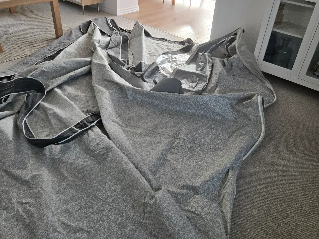 Billede 6 - Isabella commondore seed A925 G16