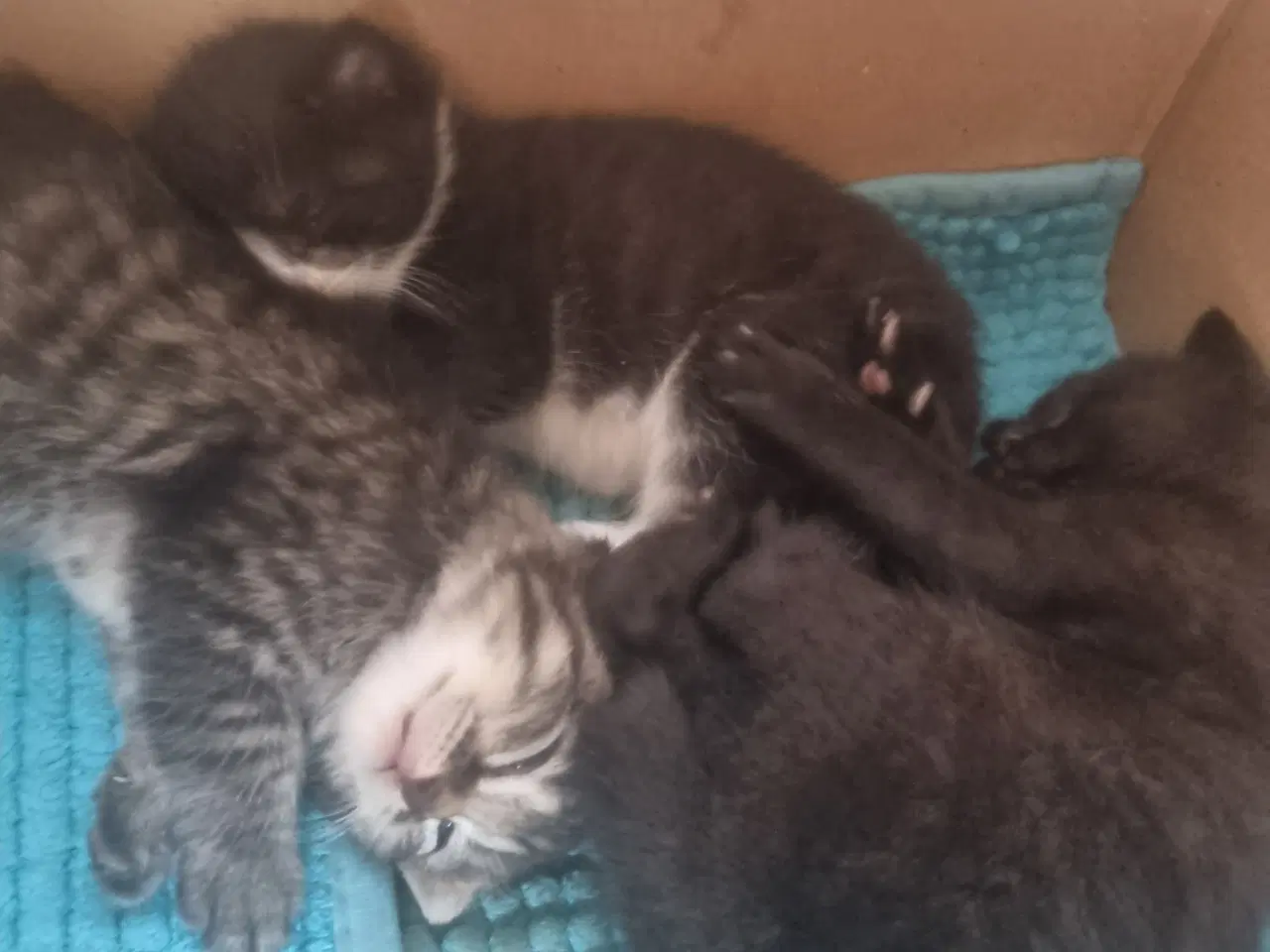 Billede 3 - Sødeste Tulle kat