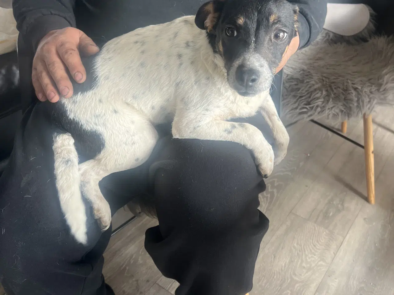 Billede 1 - Dansk svensk gårdhund