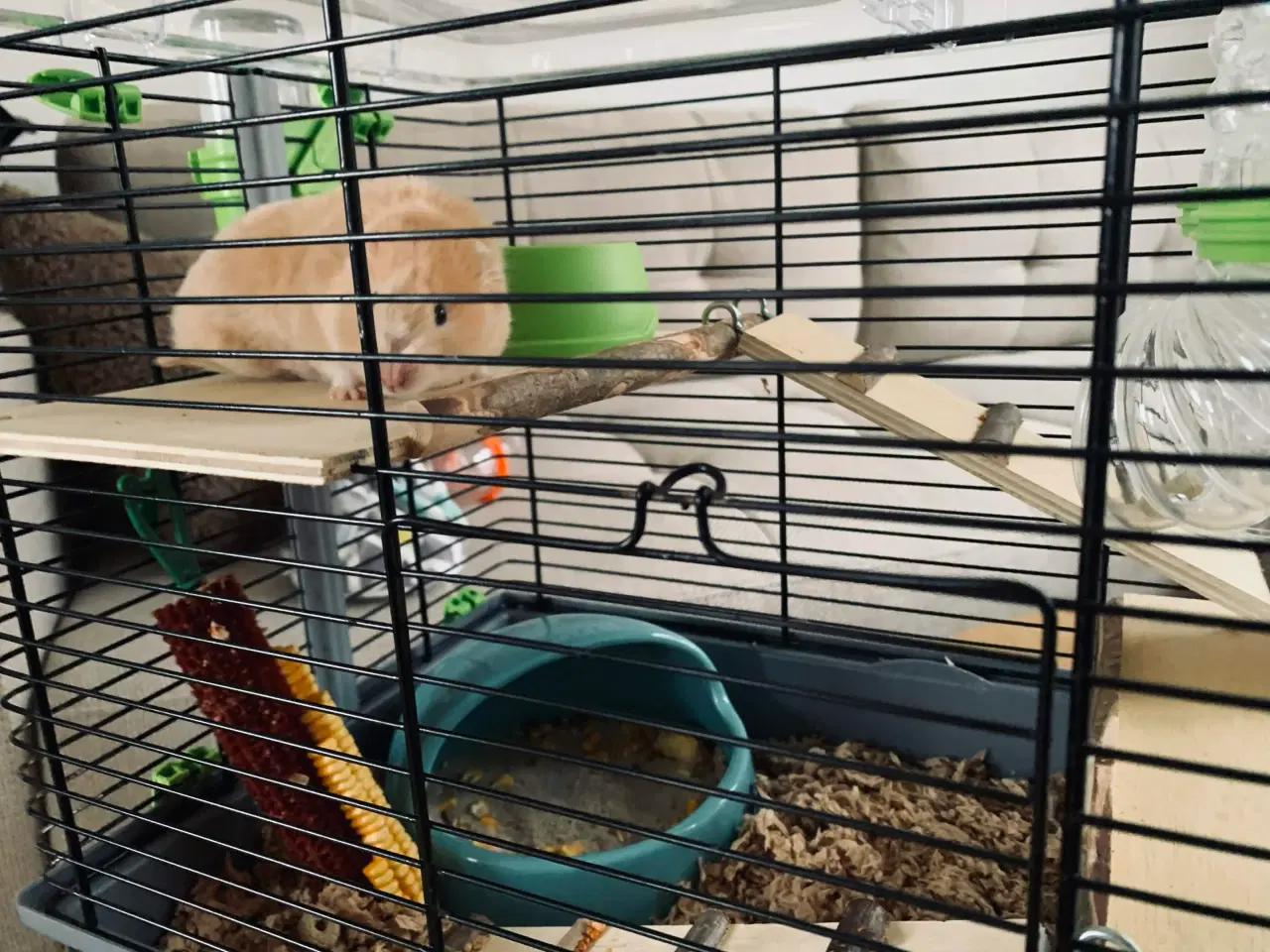 Billede 4 - Guldhamster til salg