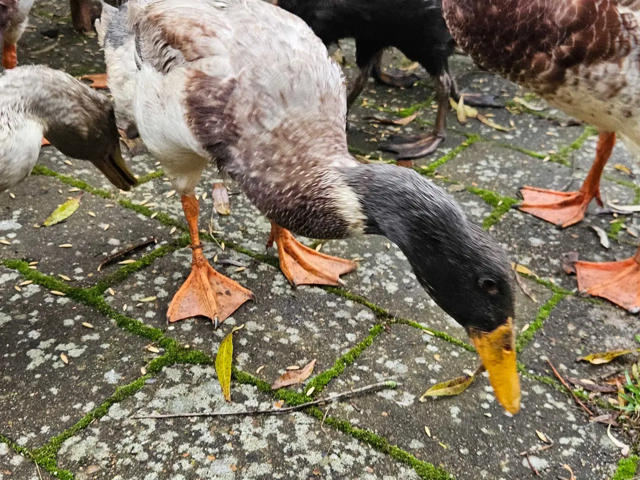 Billede 2 - Løbeænder, Andrikker
