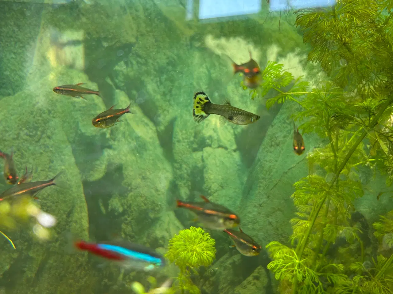 Billede 2 - 🐠 Glødelys Tetra – flotte, sunde stimefisk ✨