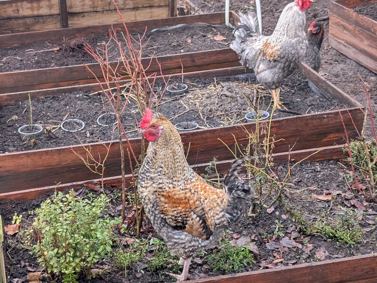 Billede 4 - Blandings høns