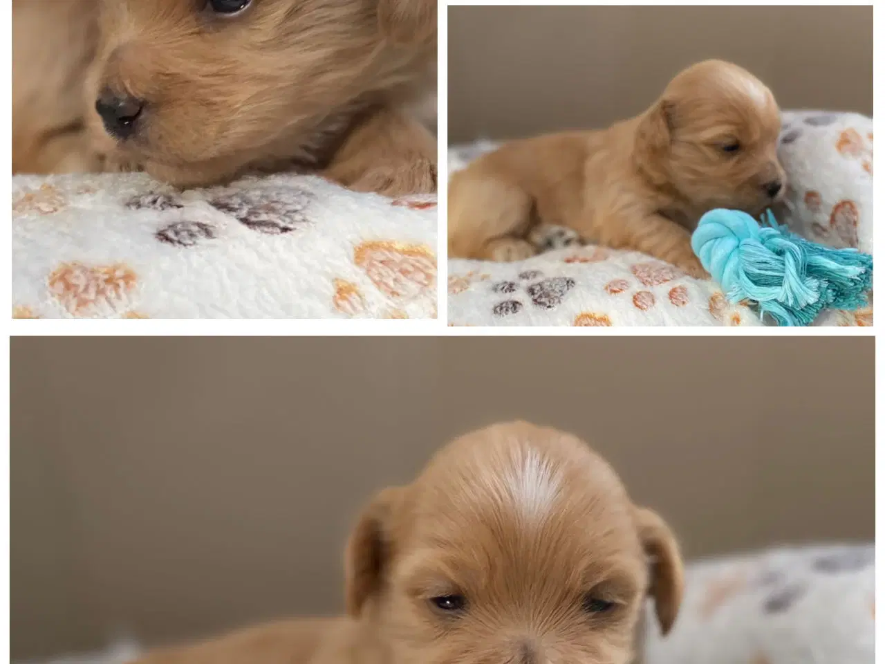 Billede 4 - Bichon Havanais kuld