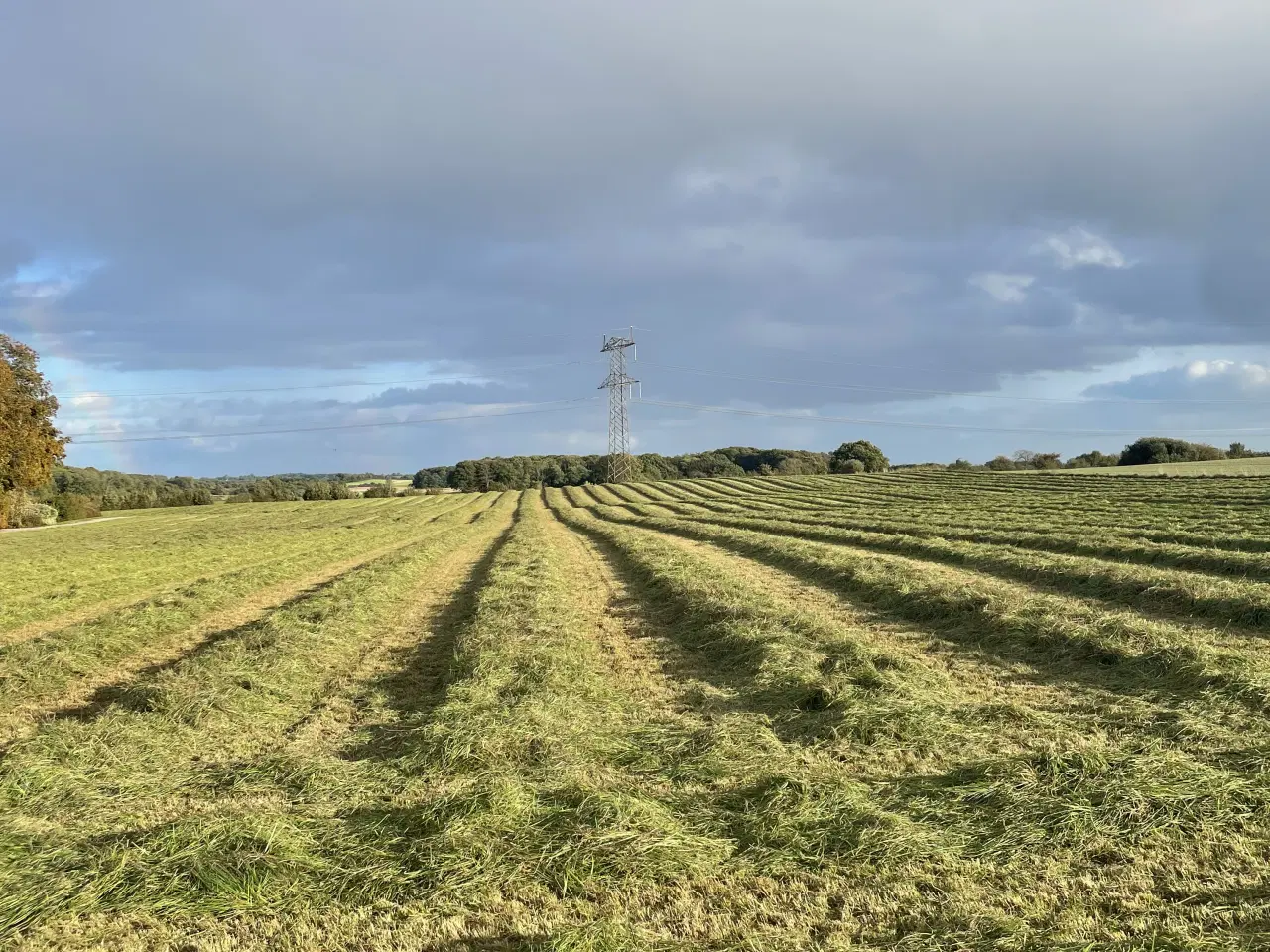 Billede 4 - Wraphø, tørt hø og vårbyghalm