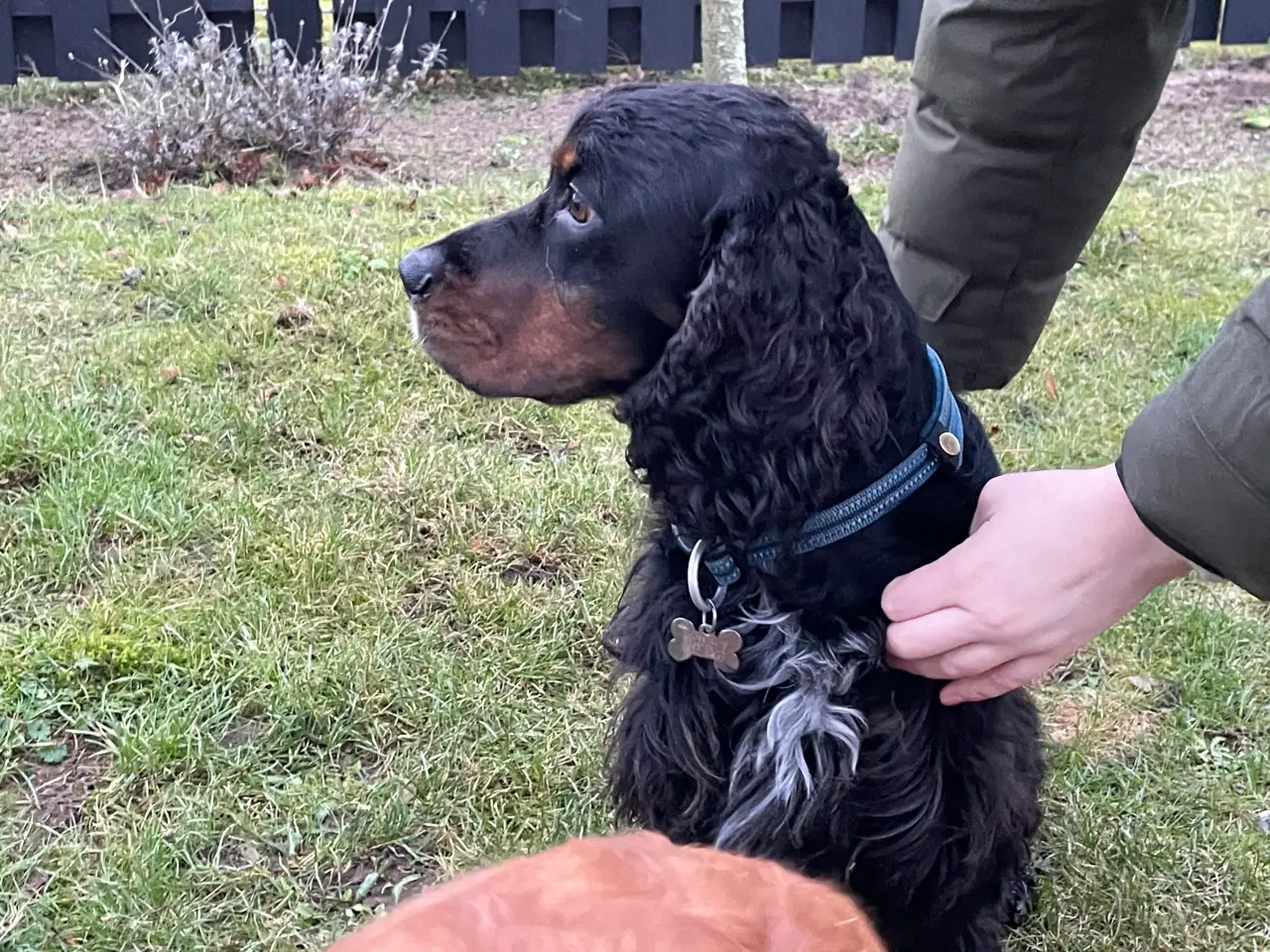 Billede 14 - Cocker Spaniel hvalpe klar til salg 18/5