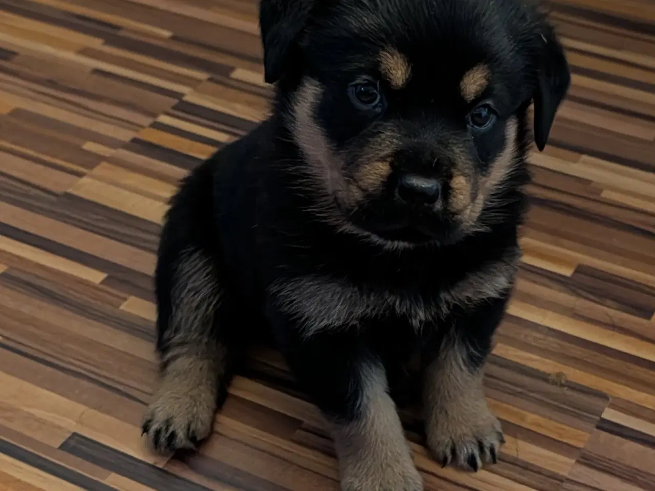 Billede 6 - Labweiler