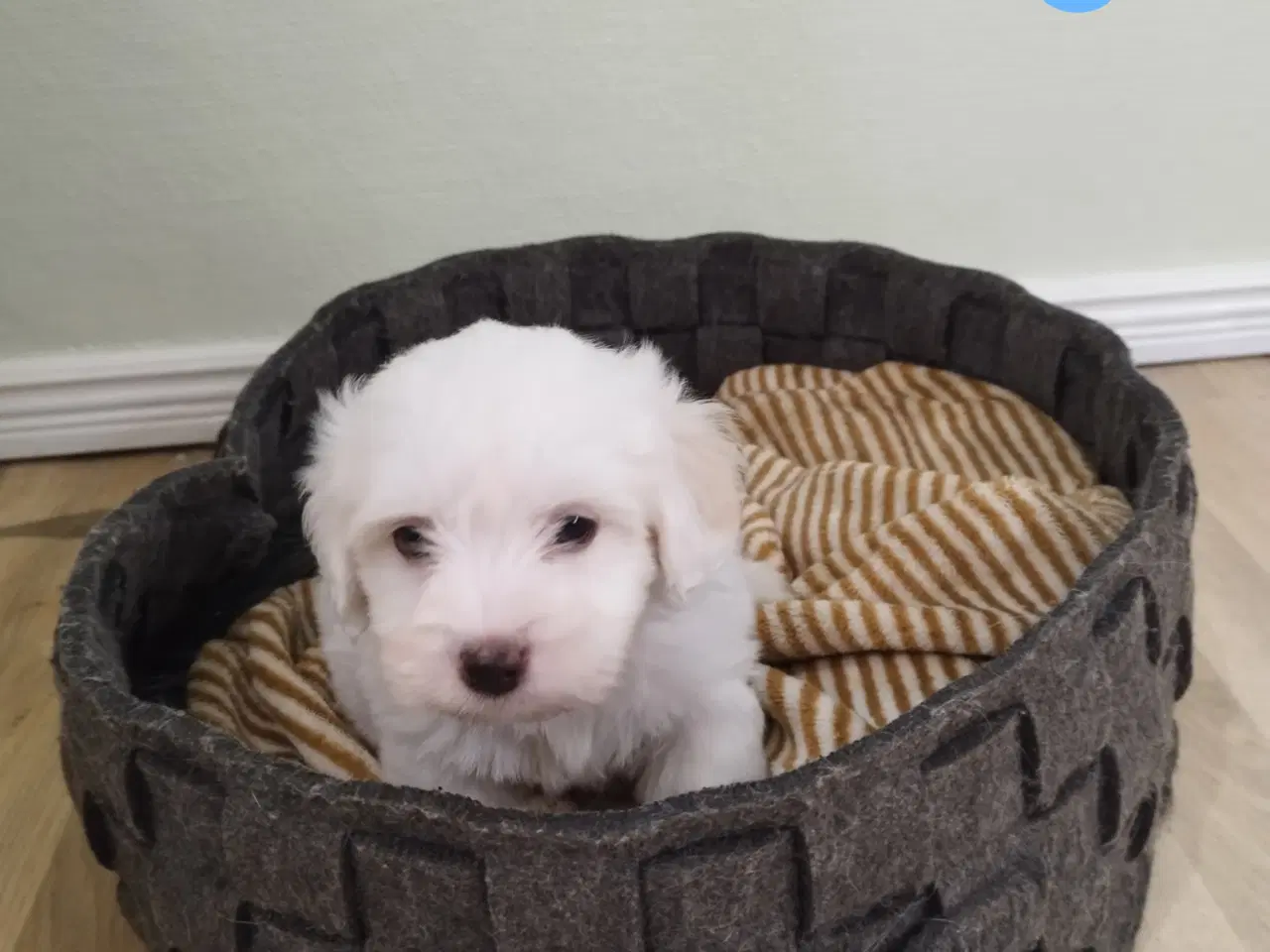 Billede 3 - Coton de tulear hvalpe
