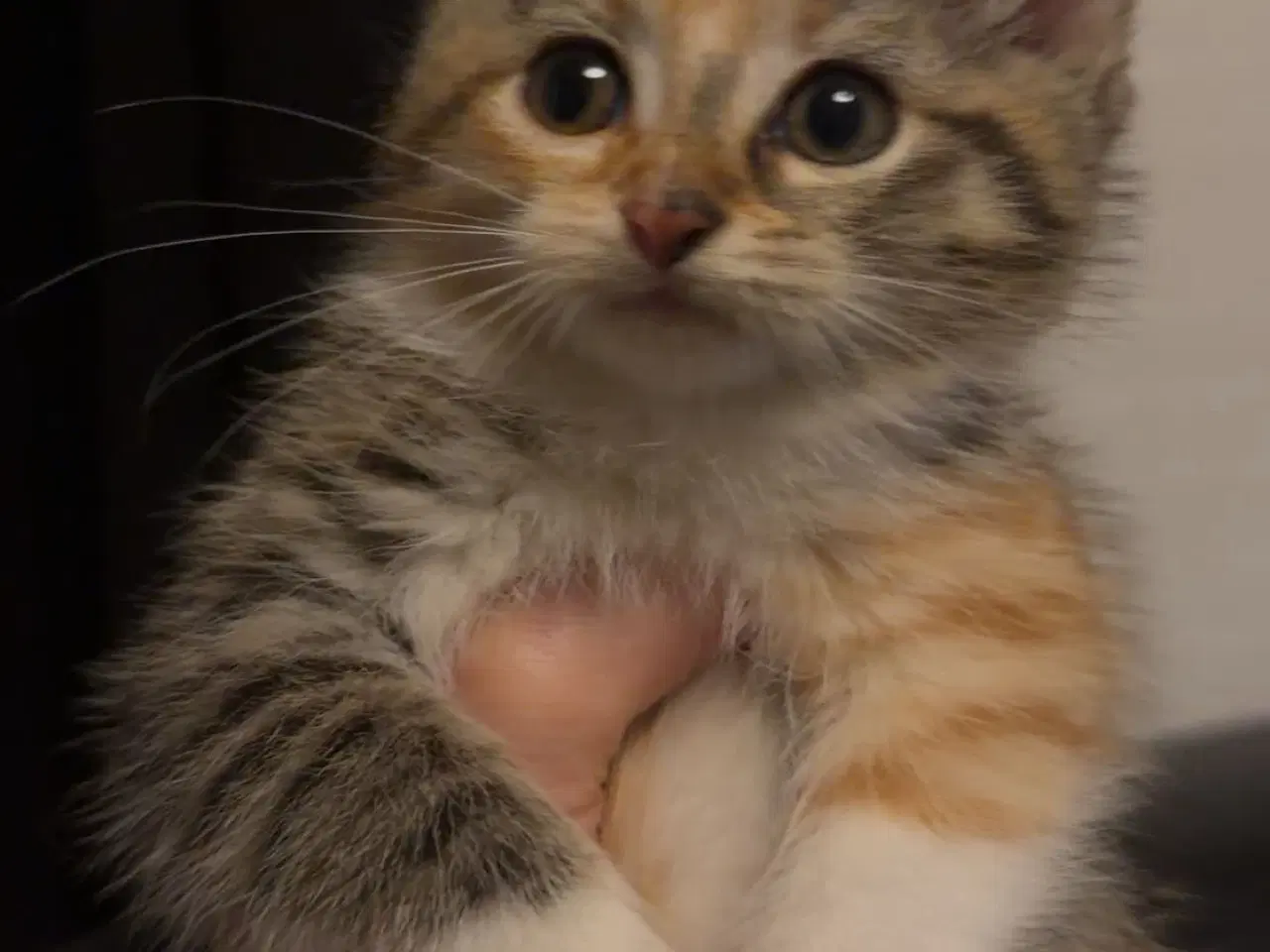 Billede 11 - Søde kælen katte killinger