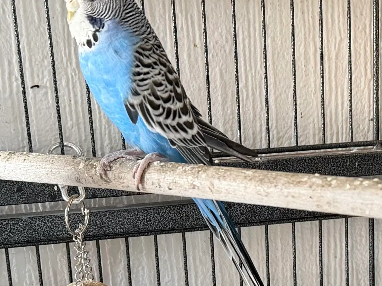 Billede 11 - Australske undulat unger