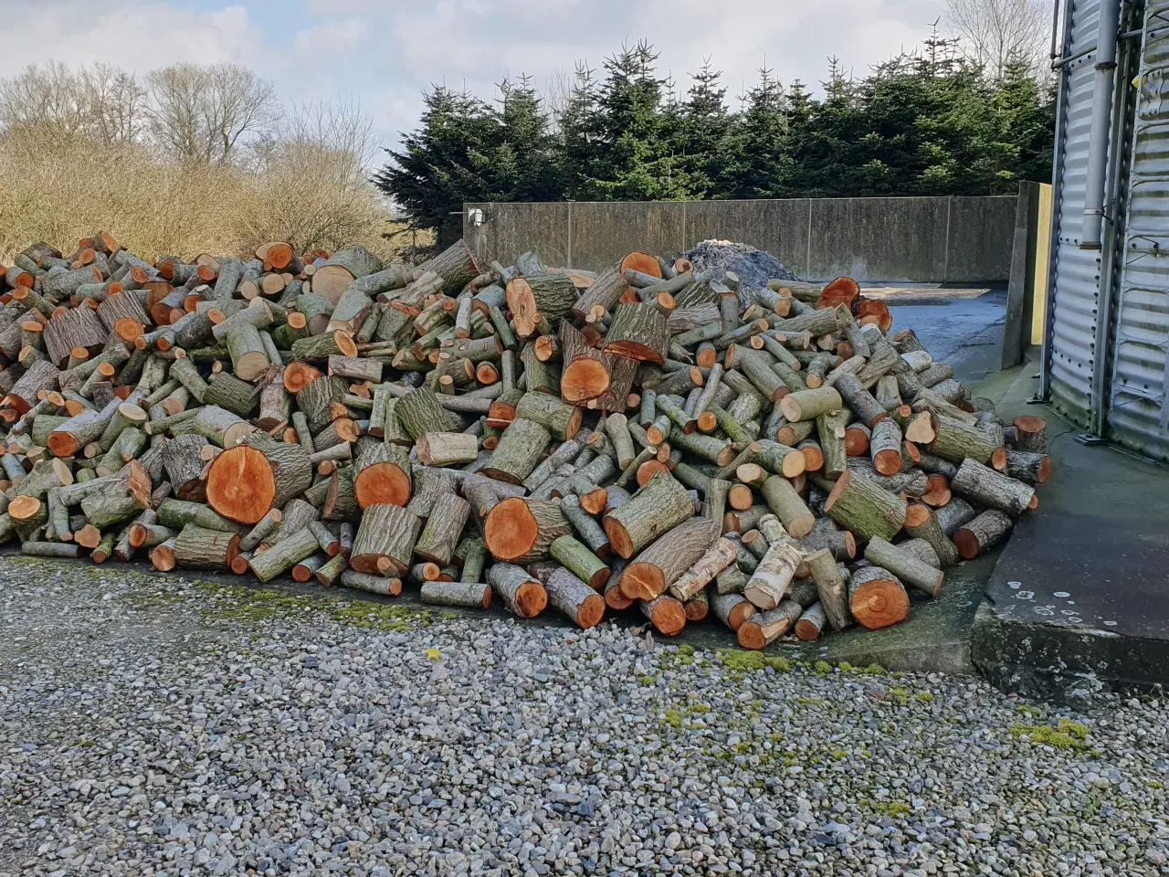 Billede 1 - Frisskovet løvtræ