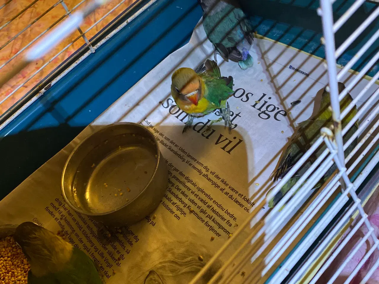 Billede 6 - Fugle Dværgpapegøje