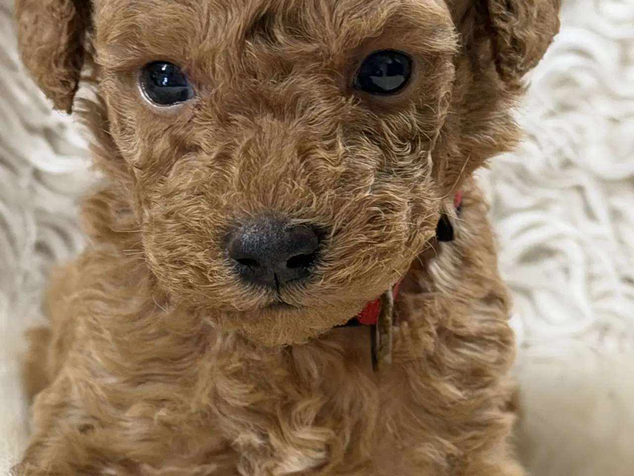 Billede 2 - Smukke mini Labradoodle ❤️🐾