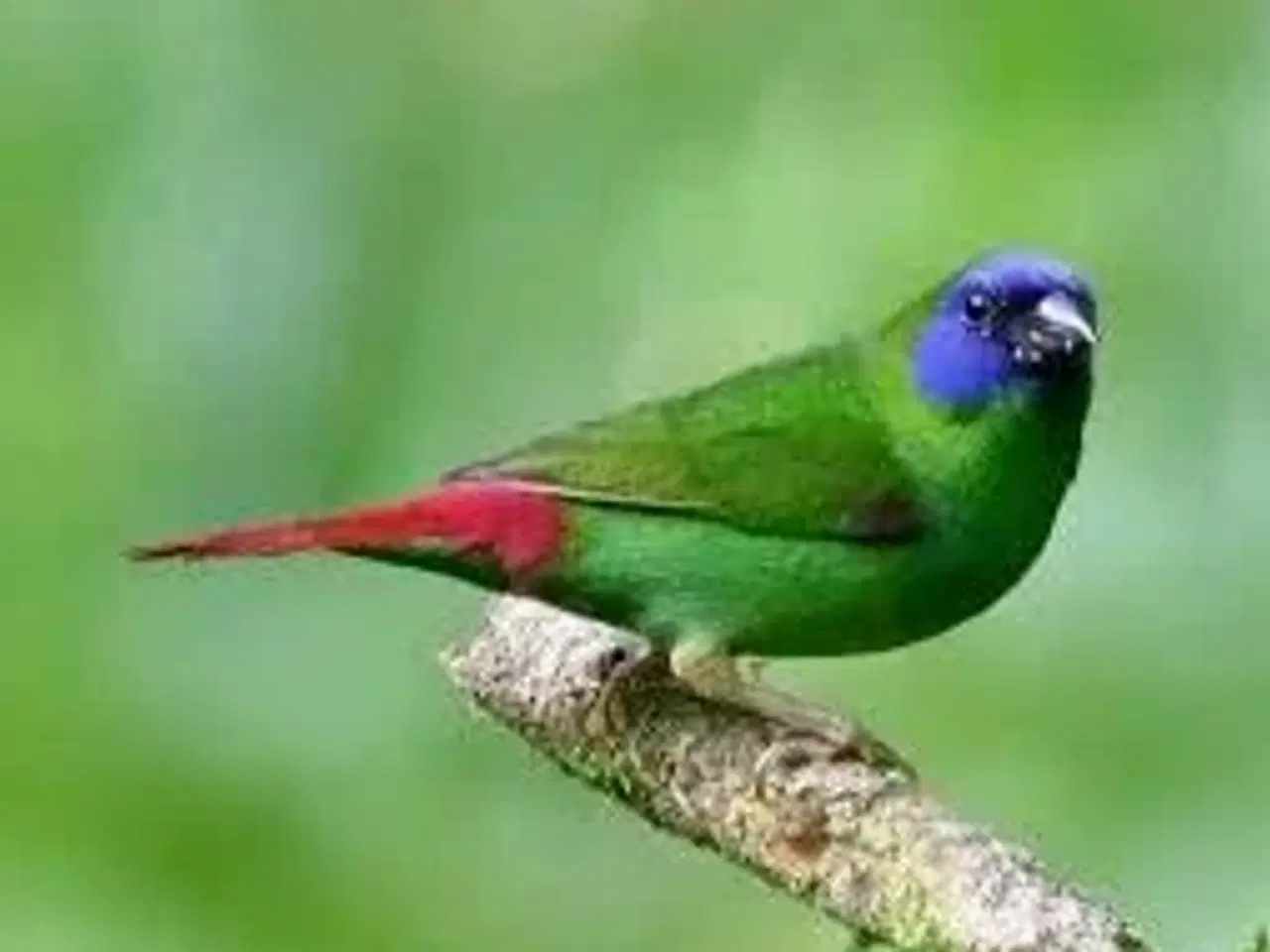 Billede 1 - Småfugle, spidsnæb/ finkefugle