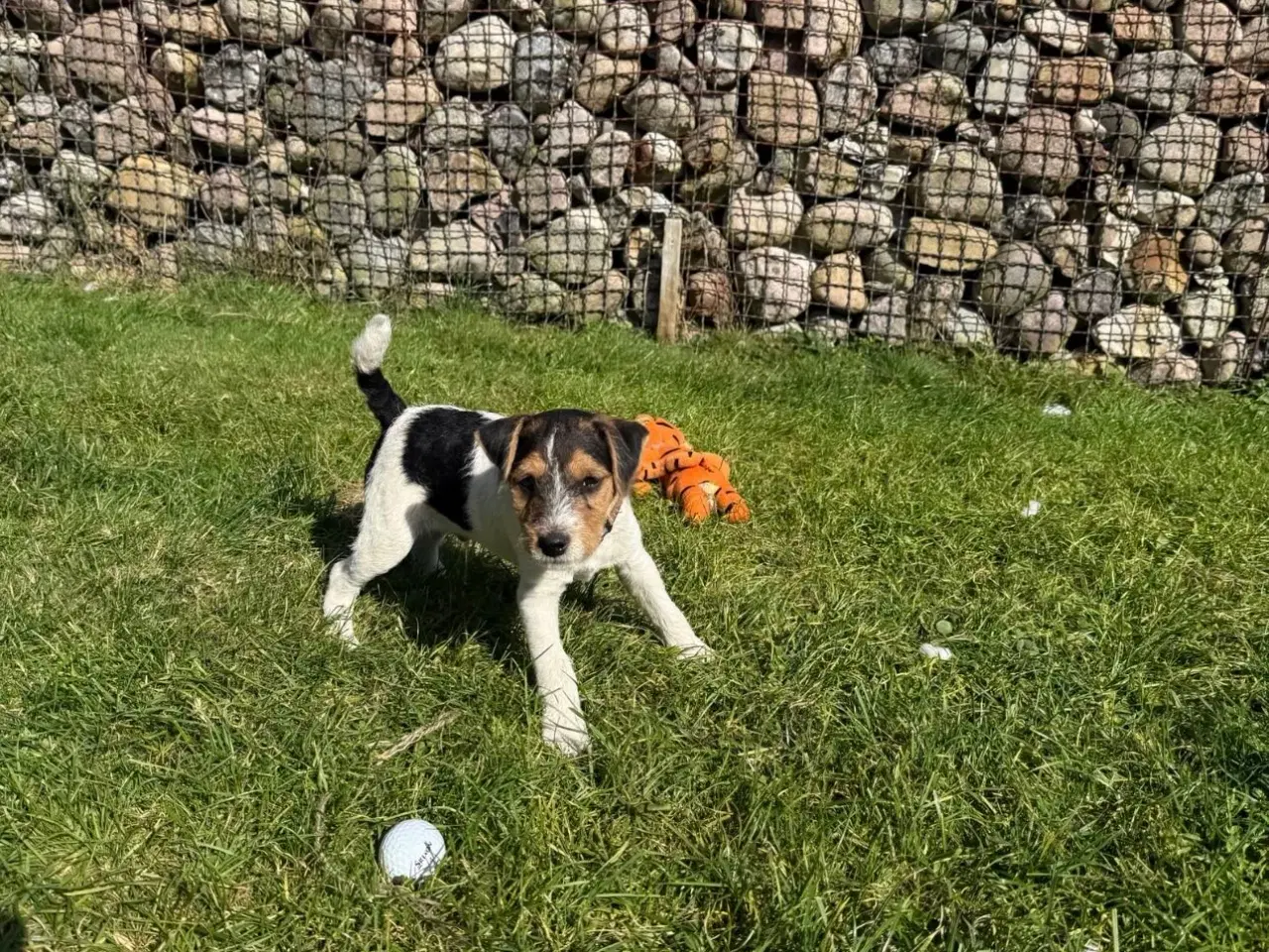 Billede 7 - Jack Russel sælges 