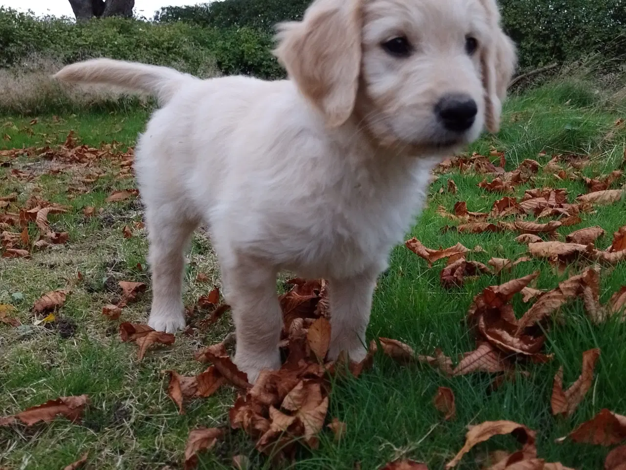 Billede 9 - Allergivenlige goldendoodles hvalpe