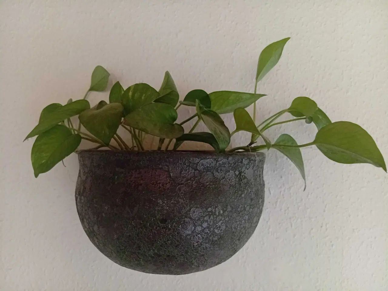 Billede 1 - Plante med krukker