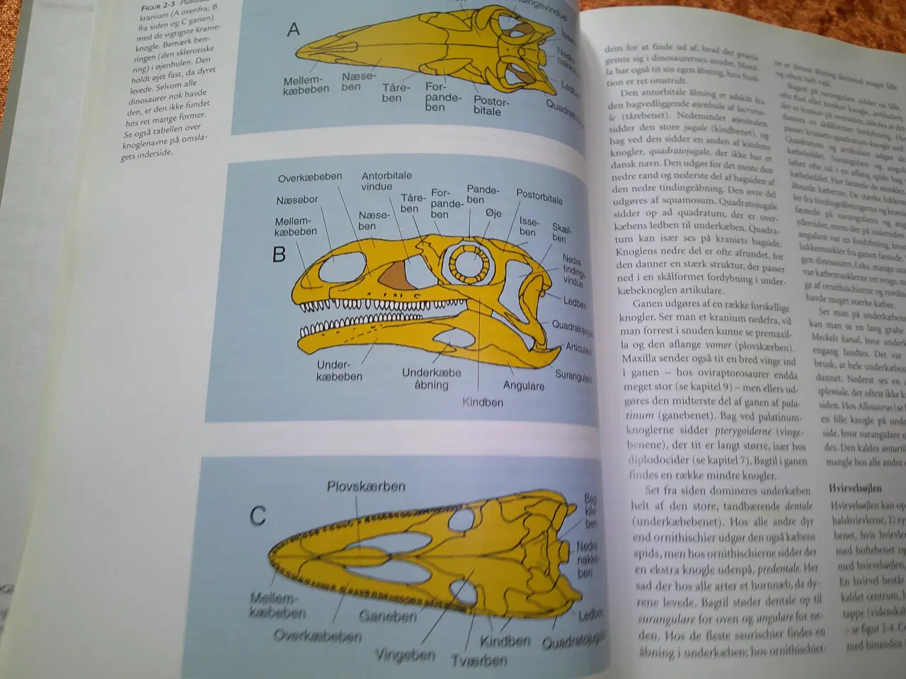 Billede 3 - Dinosaurerne i nyt lys, Per Christiansen