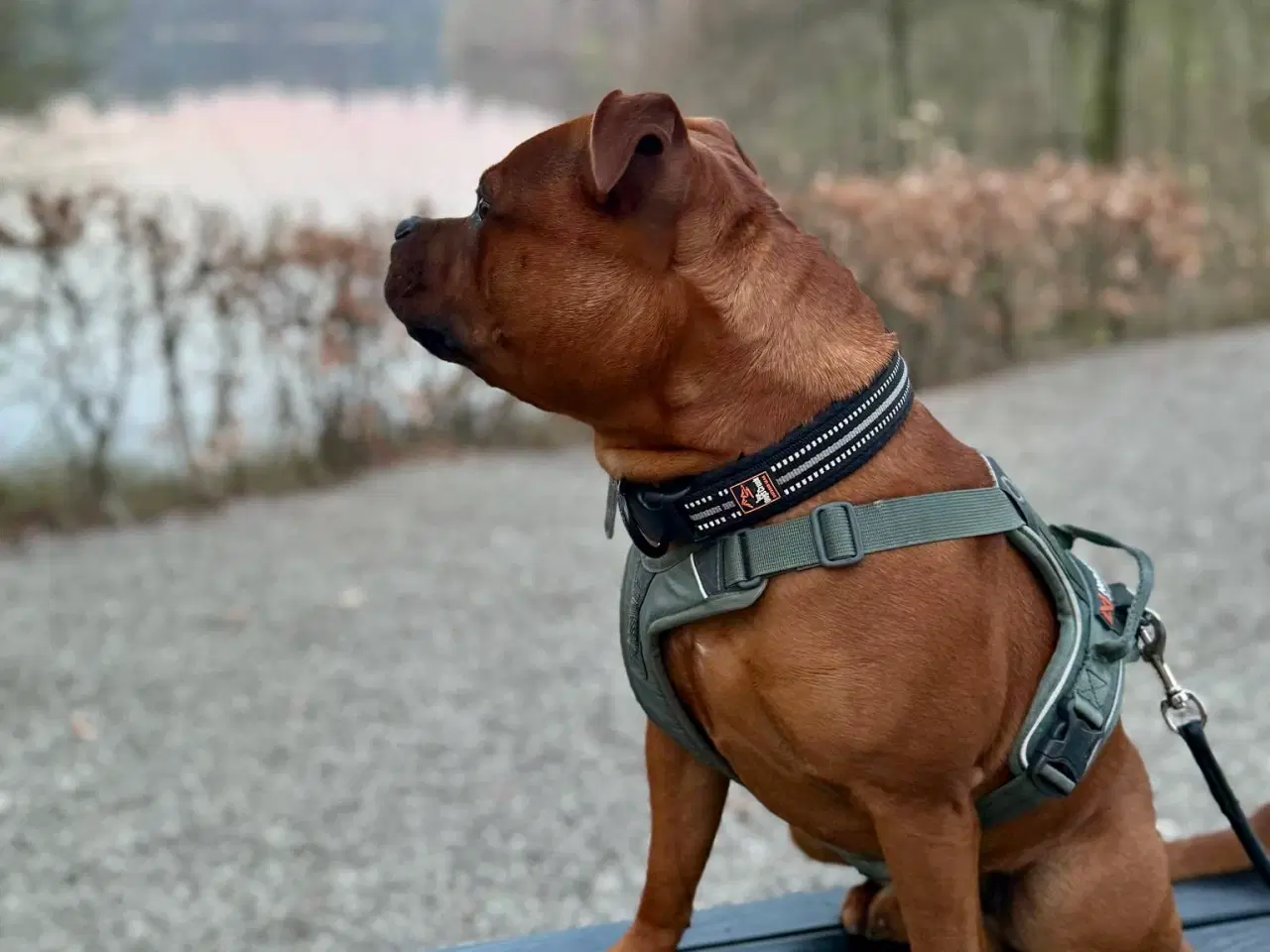 Billede 11 - Staffordshire Bull Terrier han