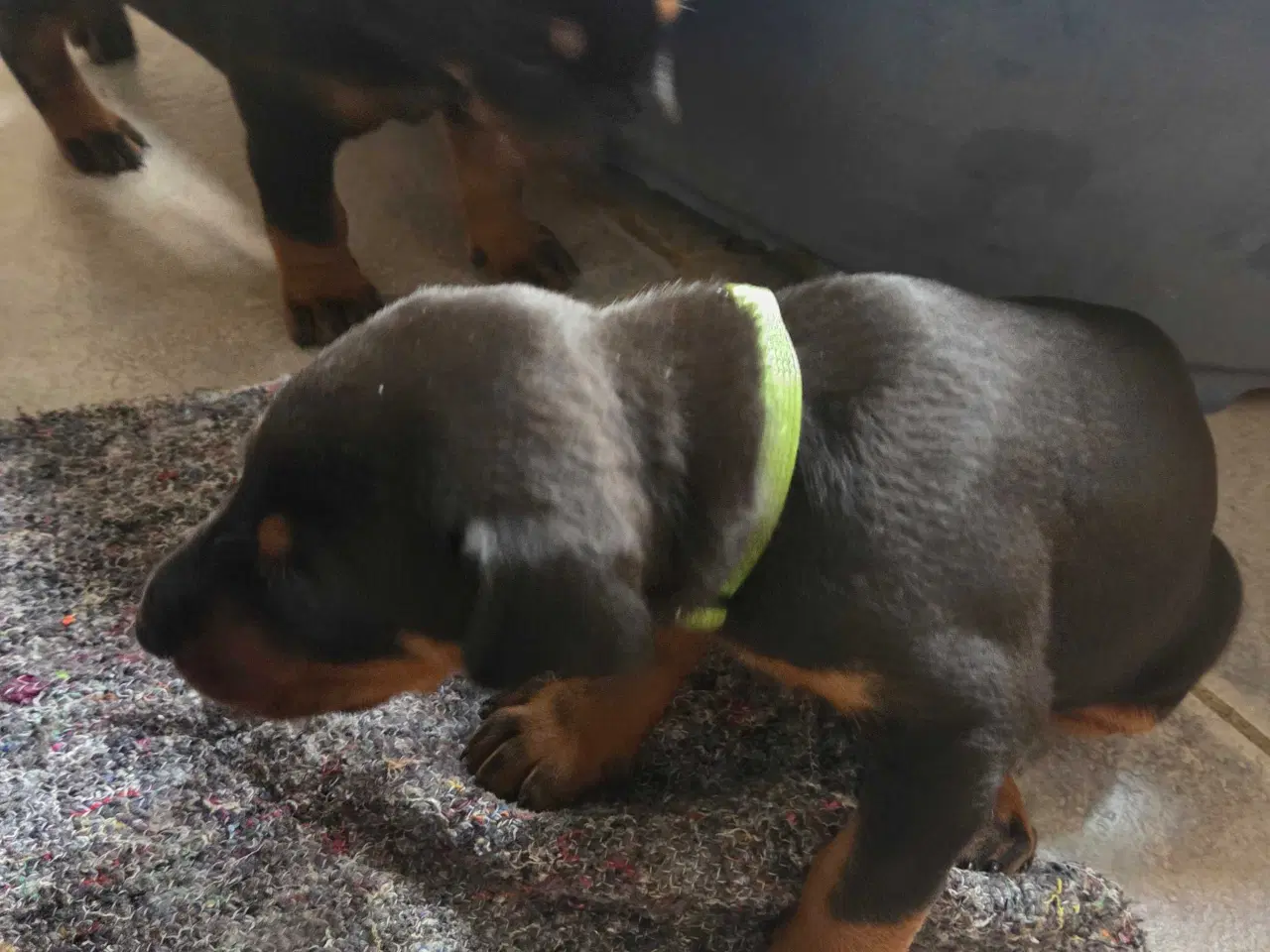 Billede 22 - Dobermann hvalpe