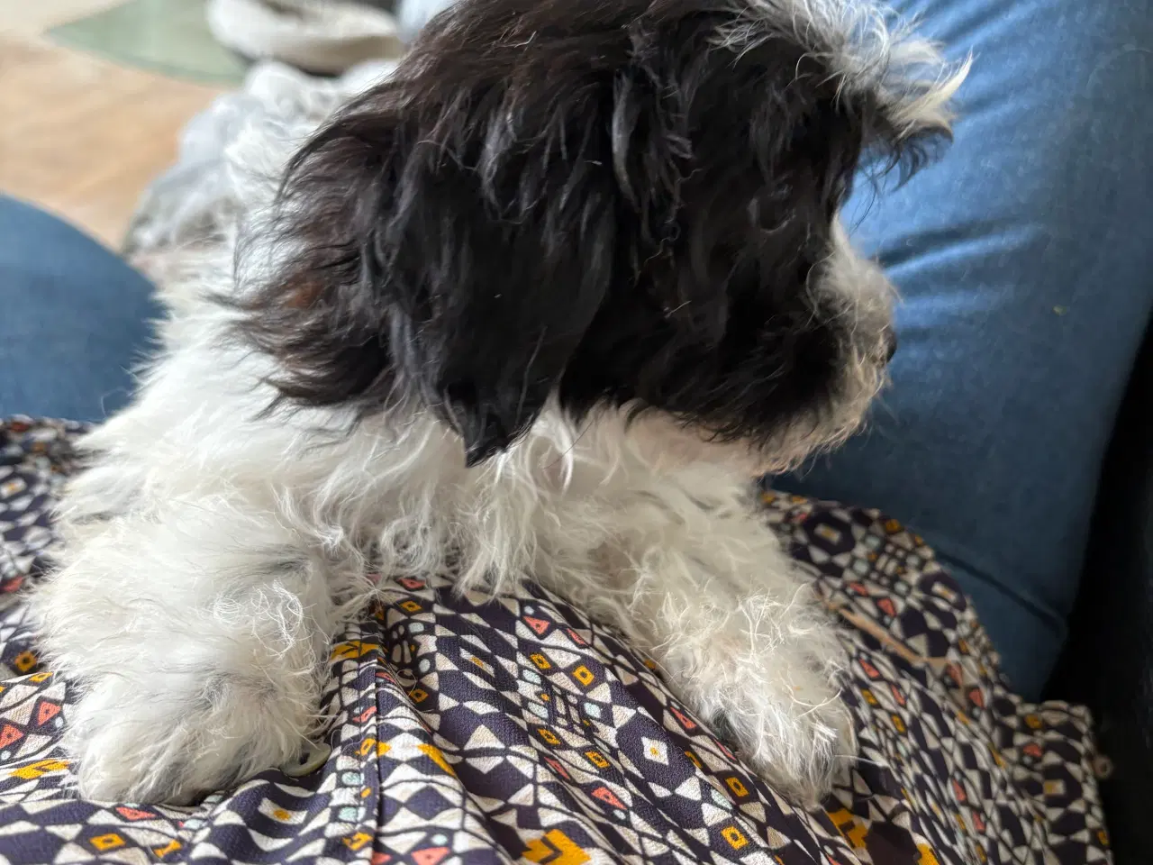Billede 9 - Allergivenlig -mini/ micro Yorkie mix