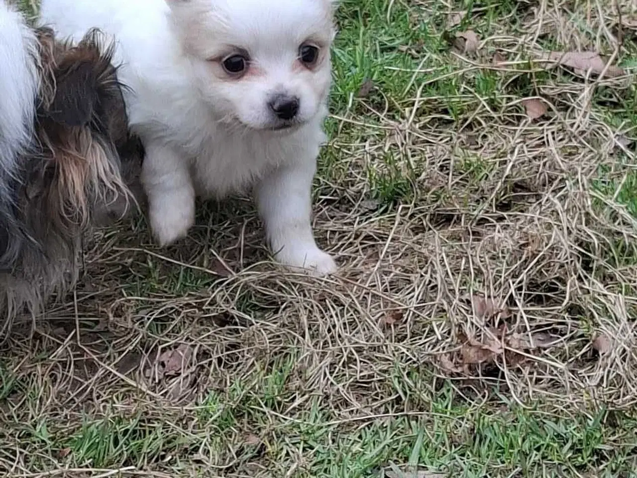 Billede 10 - Pomchi hvalpe