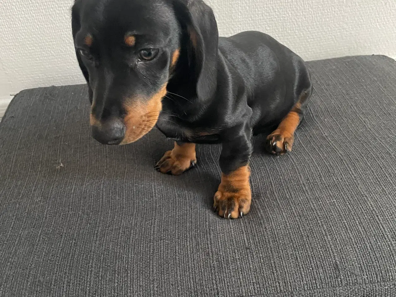Billede 5 - Gravhund/ Dachshund Hvælpe