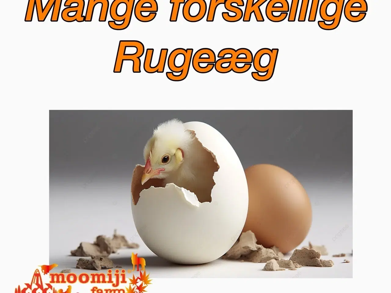 Billede 1 - Forskellige varianter af rugeæg