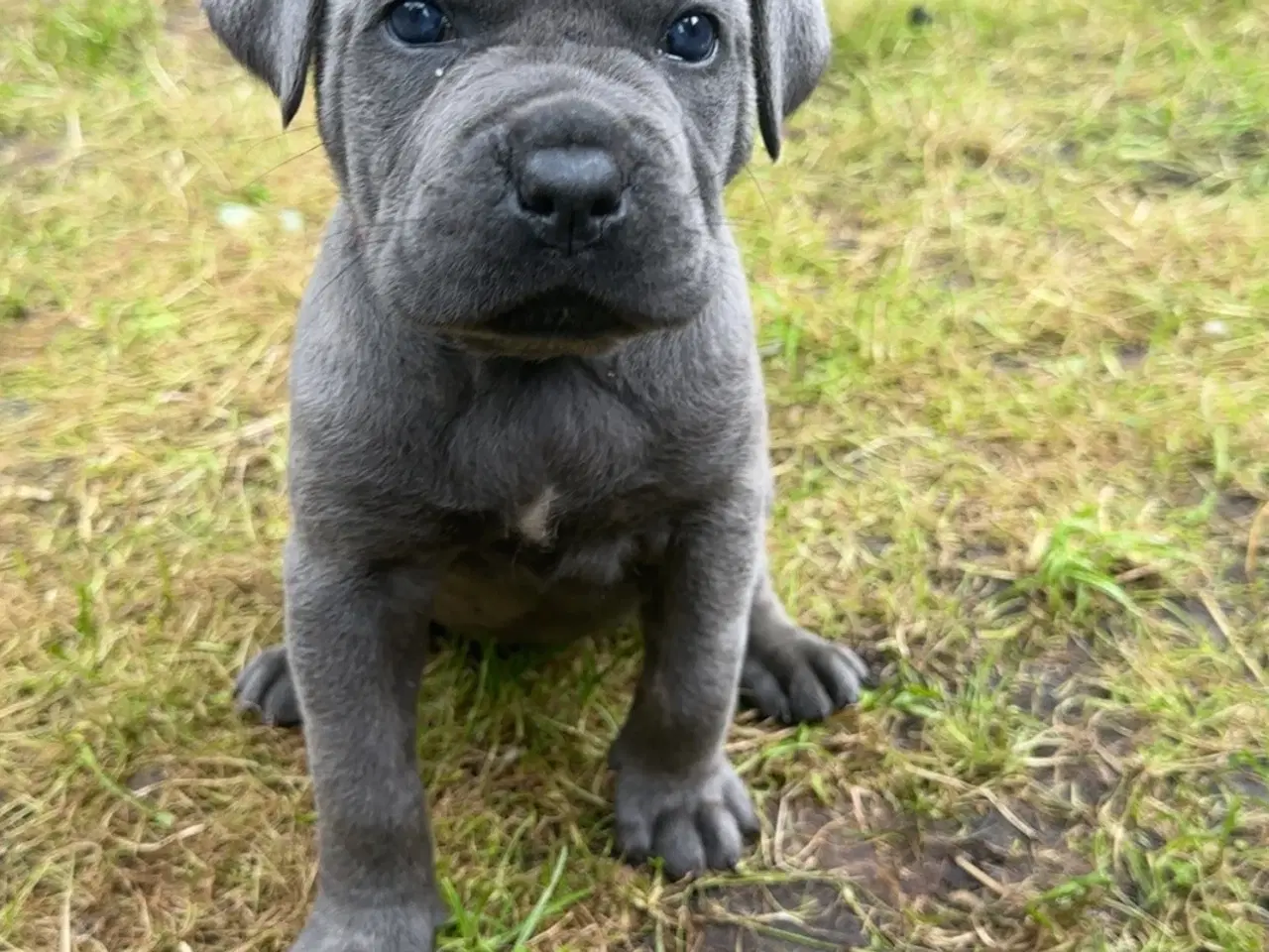 Billede 6 - cane corso Italiano