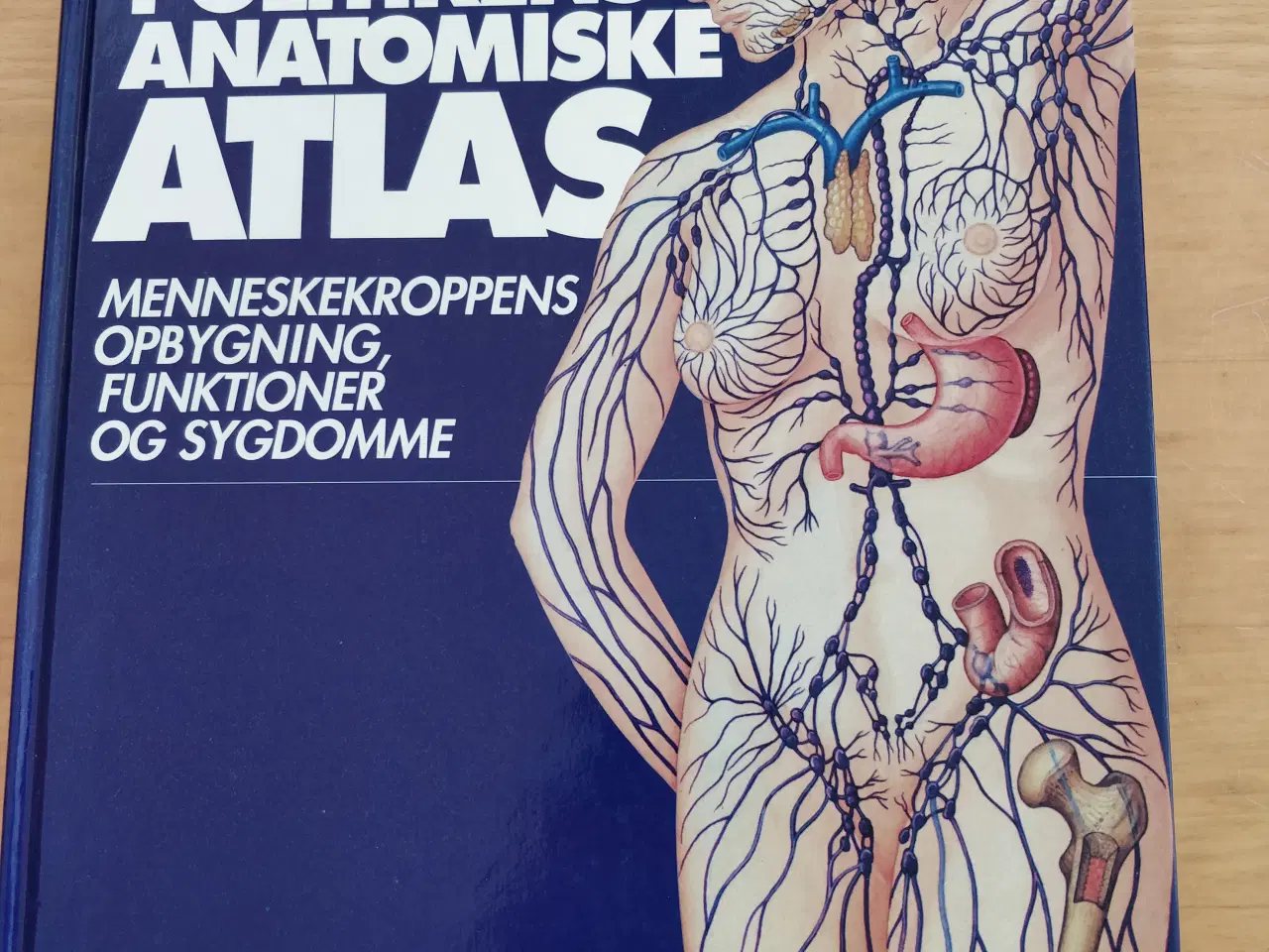 Billede 1 - Politikens anatomiske atlas