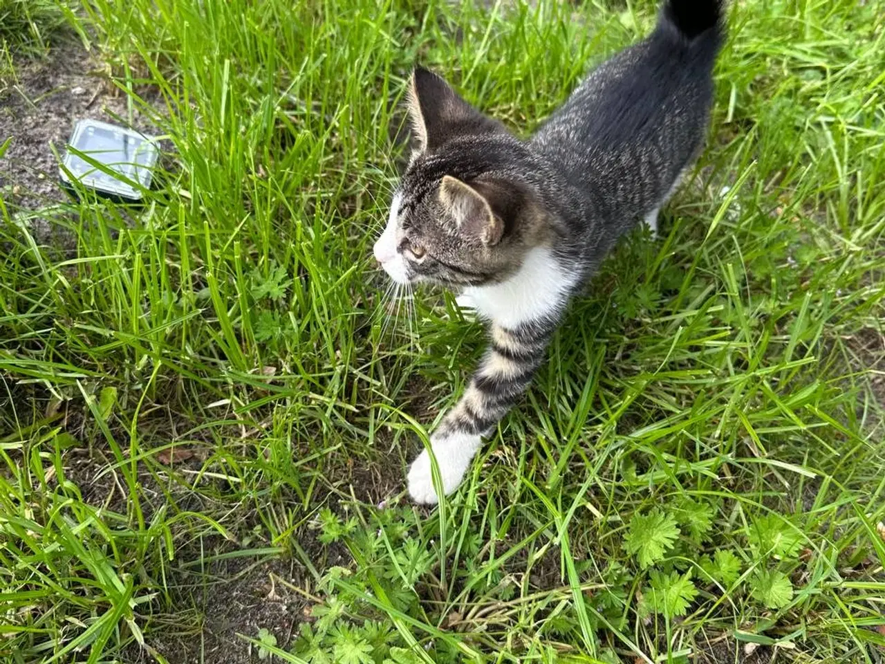 Billede 3 - Små killinger søger en familie😻