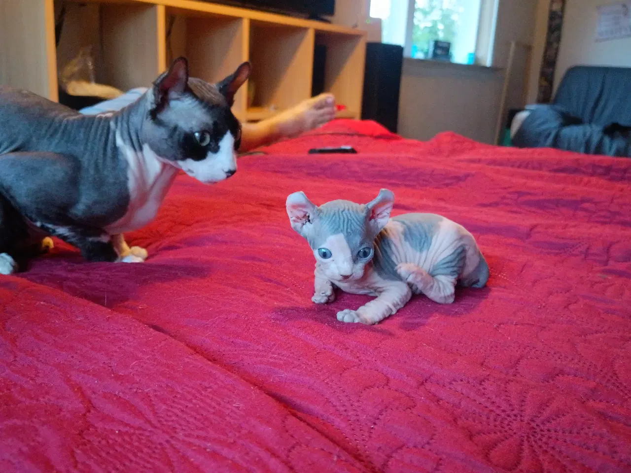 Billede 2 - Sphynx Elf kat