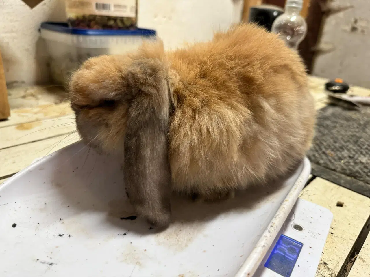 Billede 1 - Mini lop kanin 