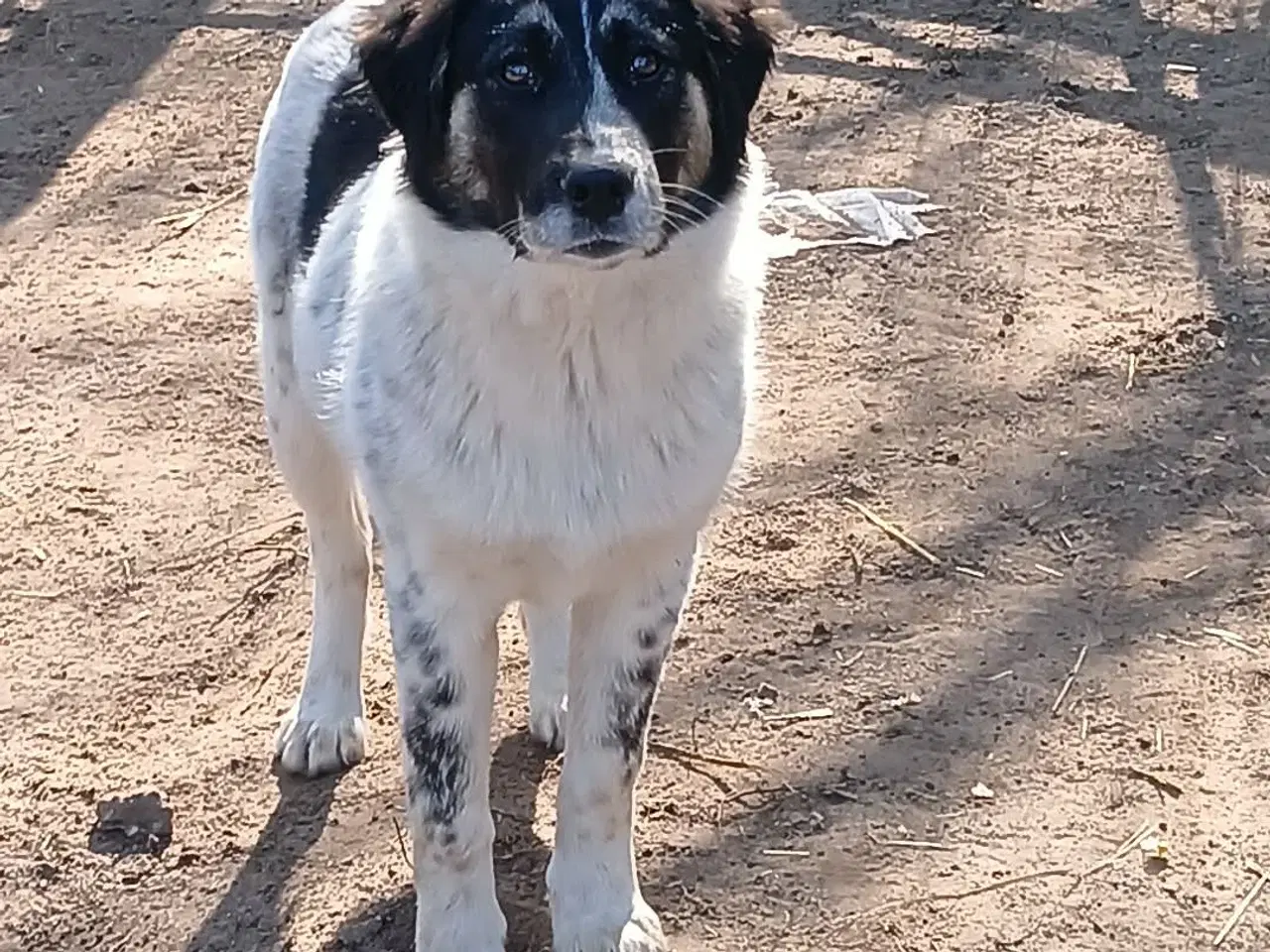 Billede 7 - Sødeste Lumos 🩷